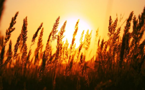 Sunset Grain Background