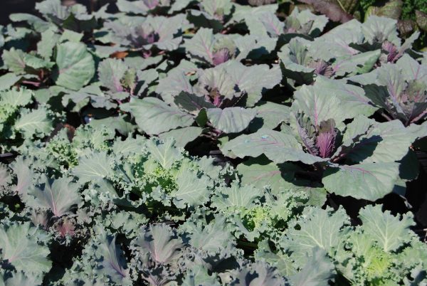 Kale And Cabbage