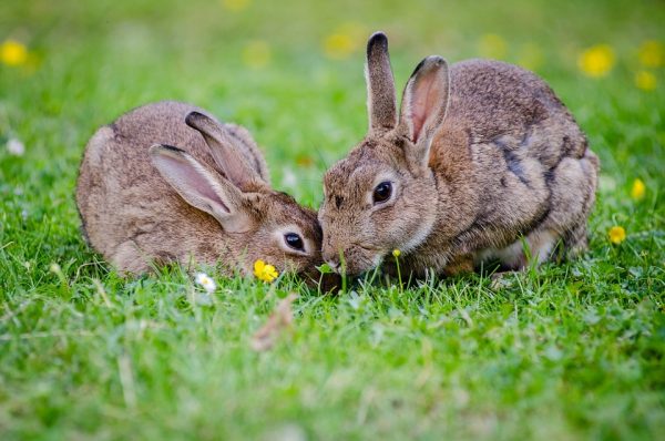 Rabbits Blog Post