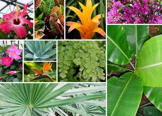 Ten Terrific Tropicals Blog Post