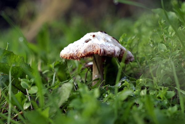 Mushroom Blog Post