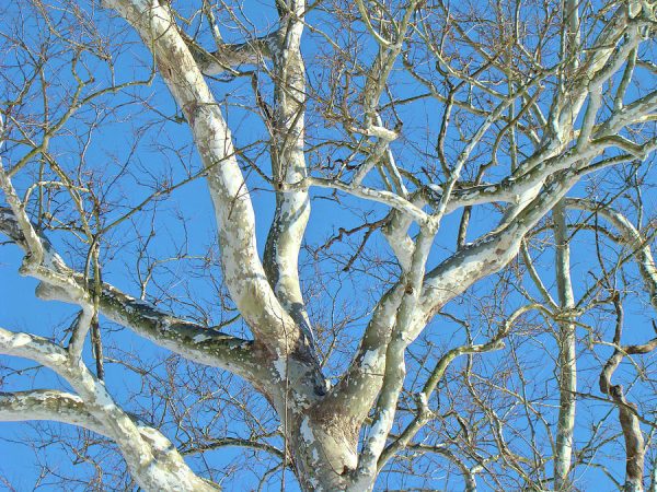 Sycamore Tree Blog Post