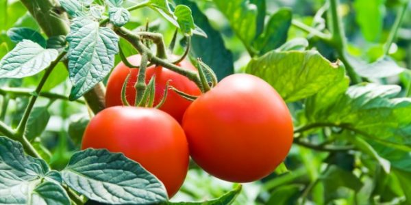 Grow Tomatoes Blog Post