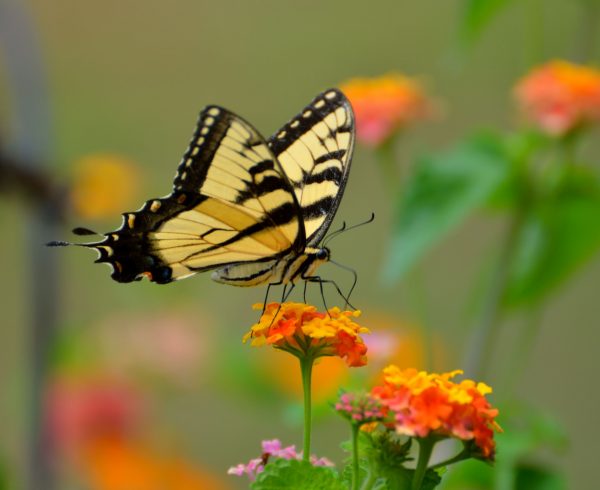 Swallowtail Butterfly on Lantana