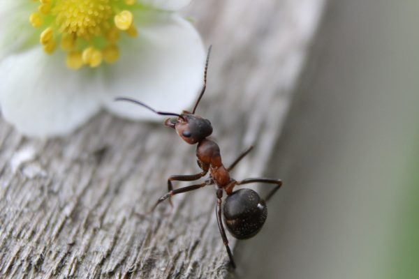 Ant Blog Post