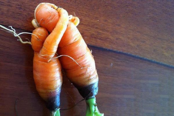 Carrots Cuddling Blog Post