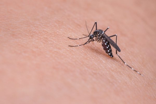 Mosquito Blog Post