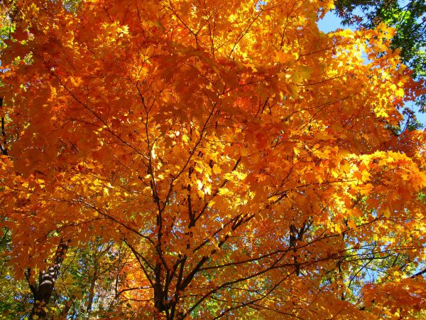 Fall Tree Color