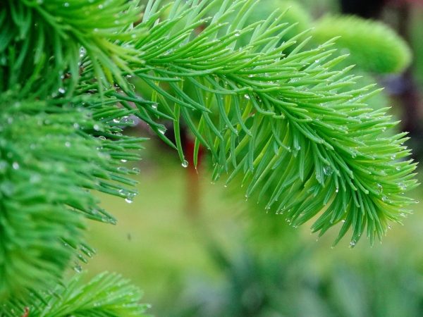 Pine Detail with Rain