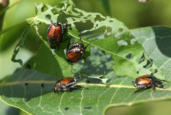 Beetles Blog Post