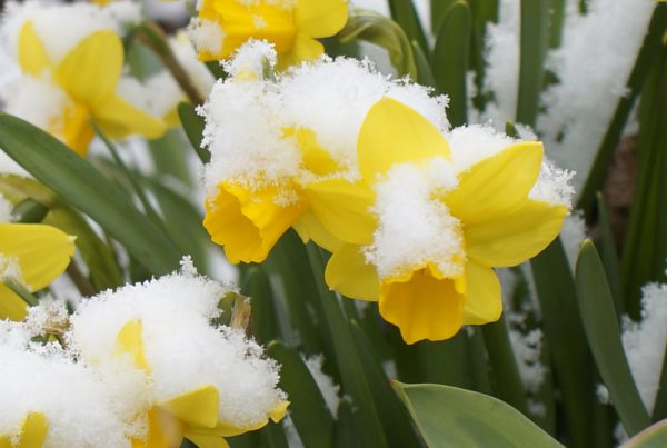 Frozen Daffodils Blog Post