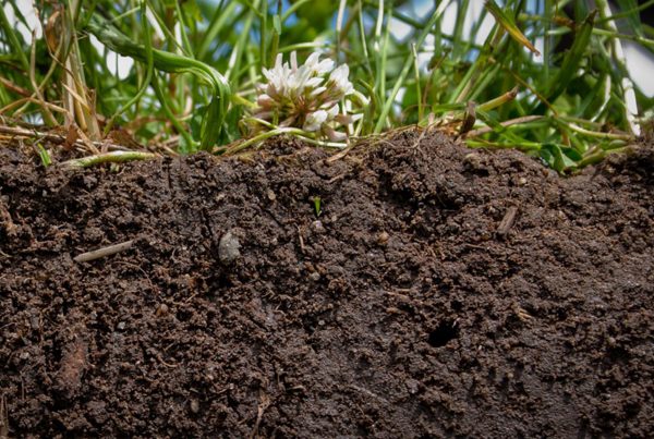Soil is Alive Blog Post