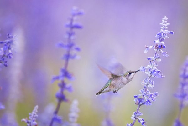 Hummingbird Blog Post
