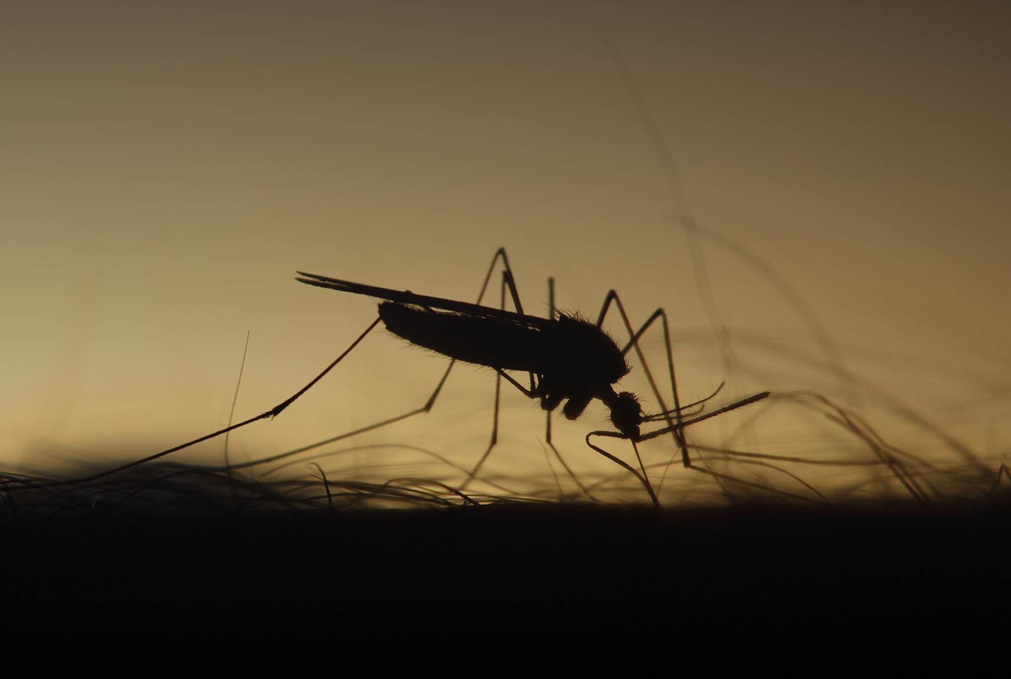 Mosquito Blog Post