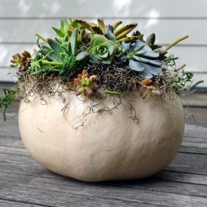 Succulents And Pumpkin Workshop