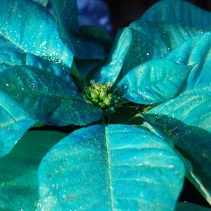 Painted And Glittered Poinsettia