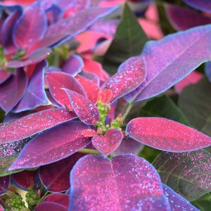 Painted And Glittered Poinsettia