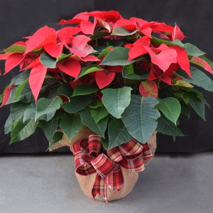 Burlap Wrapped Red Poinsettis