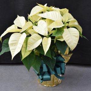 Gold Wrapped White Poinsettia