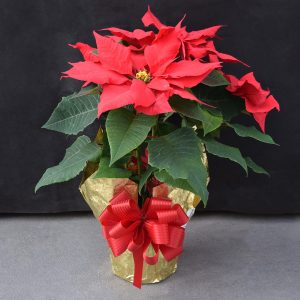 Gold Wrapped Red Poinsettia