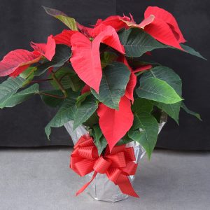 Silver Wrapped Red Poinsettia