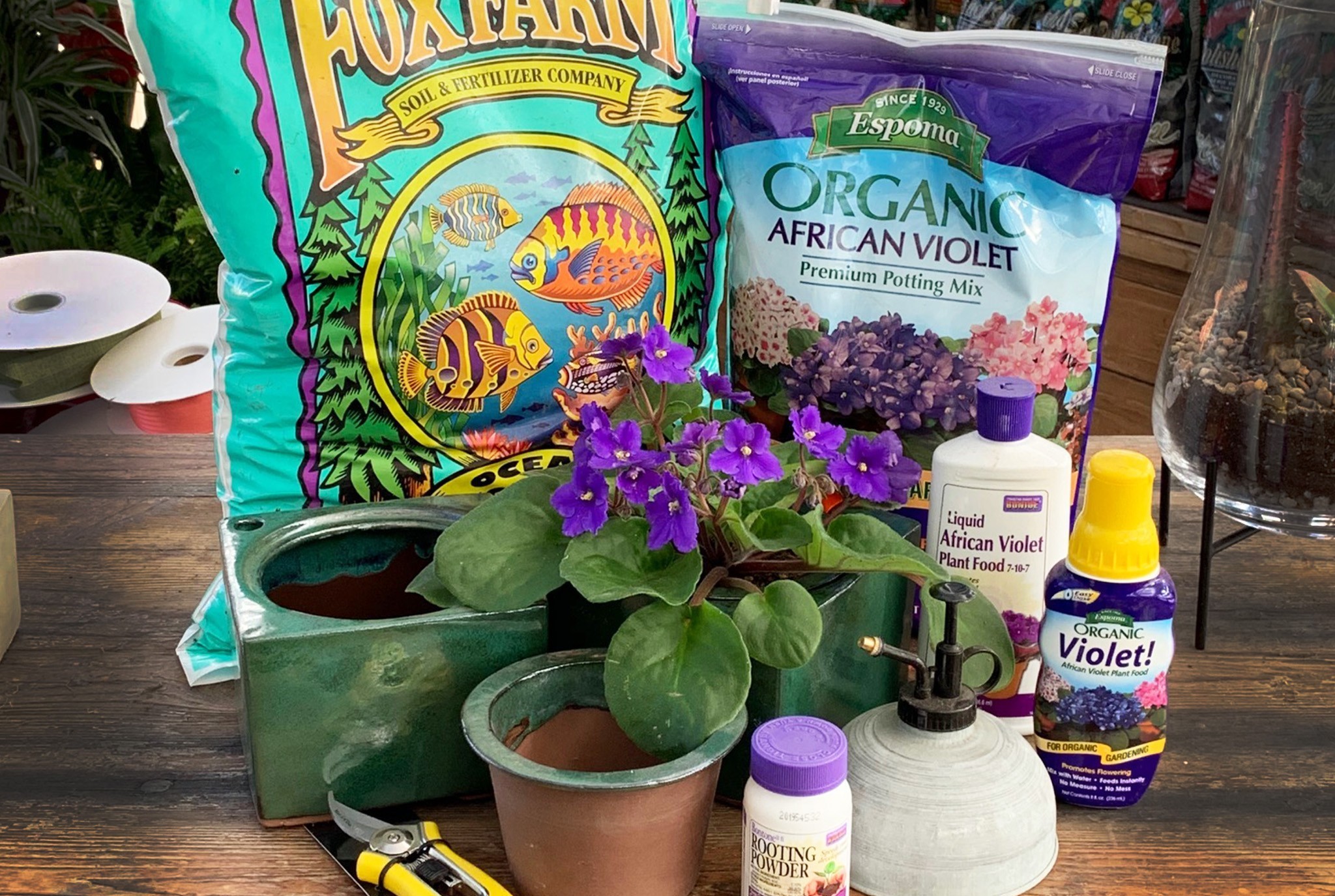 African Violet Potting Workshop