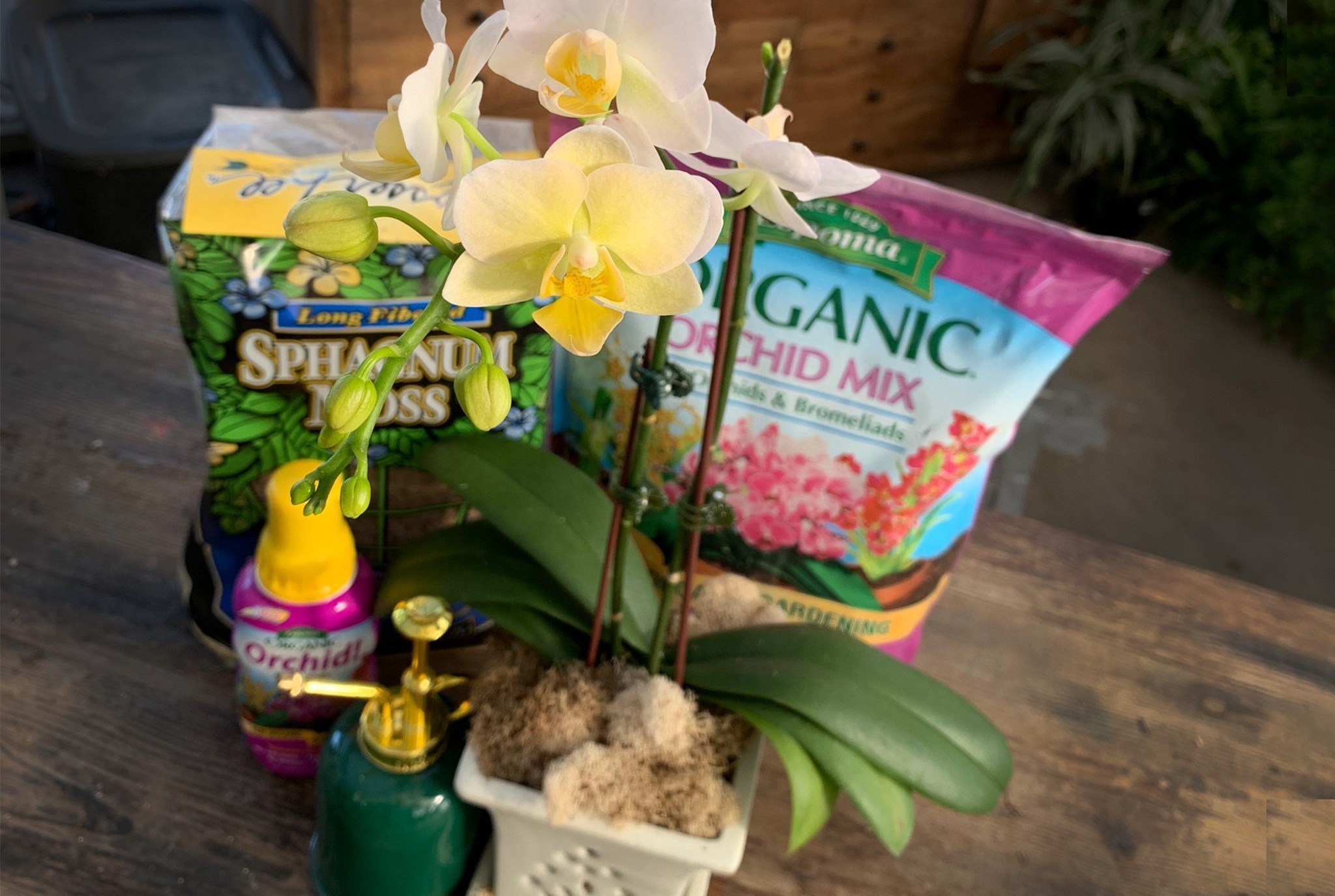 Orchid Love Workshop