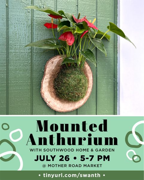 Mounted Anthurium workshop with Southwood Home and Garden at Mother Road Market Demonstration Kitchen. July 26 from 5 to 7 p.m.