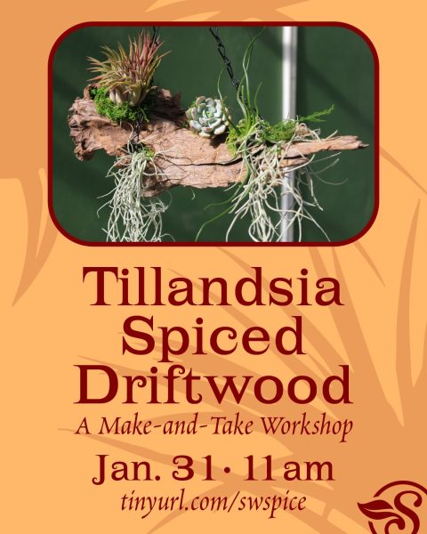 Tillandsia Spiced Driftwood graphic, January 31 at 11 a.m. at Southwood Landscape and Garden Center