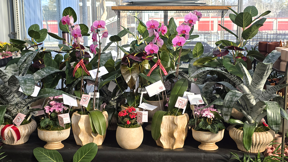 Southwood Landscape and Garden Center 2026 Valentine's Day Love Collection