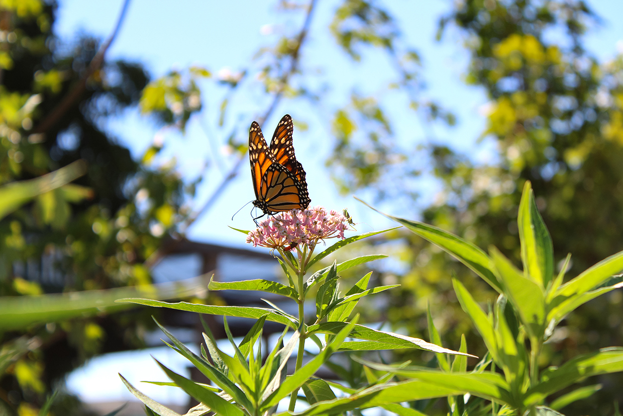 Monarch butterfly perched atop a milkweed plant