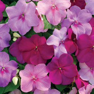 Bedding Plants for Shade