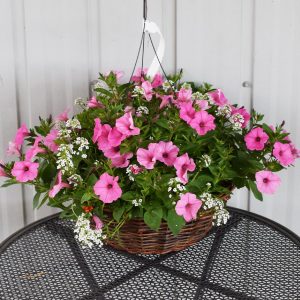 Hanging Baskets for Sun