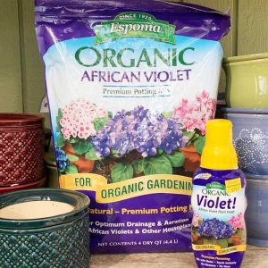 African Violets Care