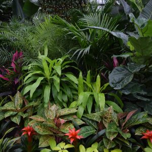 Other Tropical Plants