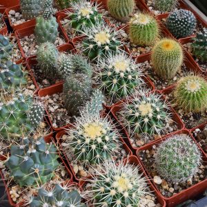 Cacti plants