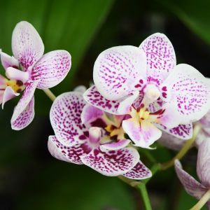 Orchids Plants