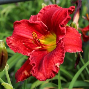 Daylily Pardon Me #1