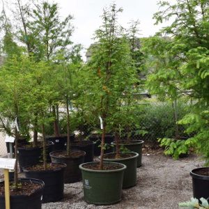 Dawn Redwood