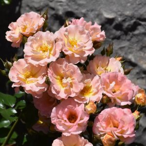 Rose Drift Peach #3