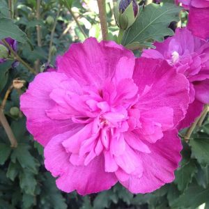 Althea Raspberry Smoothie #5