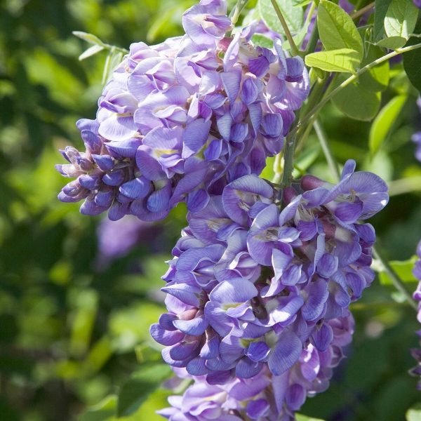 Wisteria Amethyst Falls