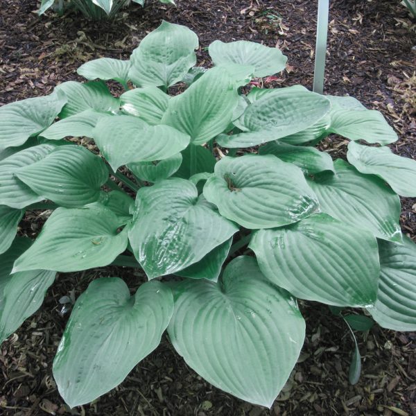 Hosta Bullet Proof #1