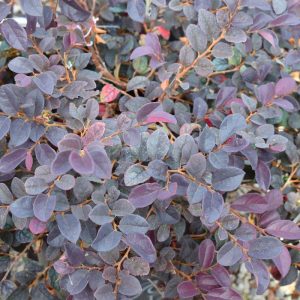 Loropetalum Cherry Blast #3