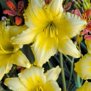 Daylily Big Time Happy #1