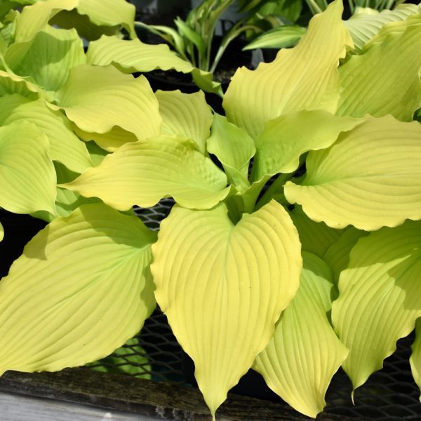 Hosta Dancing Queen #1