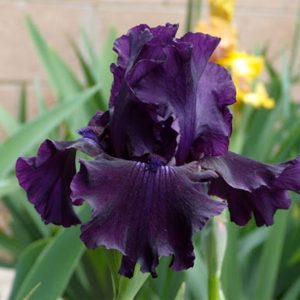 Bearded Iris Ozark Rebounder #1
