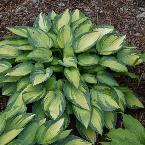 Hosta June #1