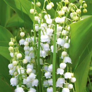 Bulb Lily Of The Valley 5pk
