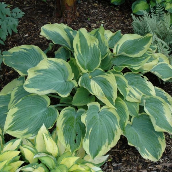 Hosta Earth Angel #1